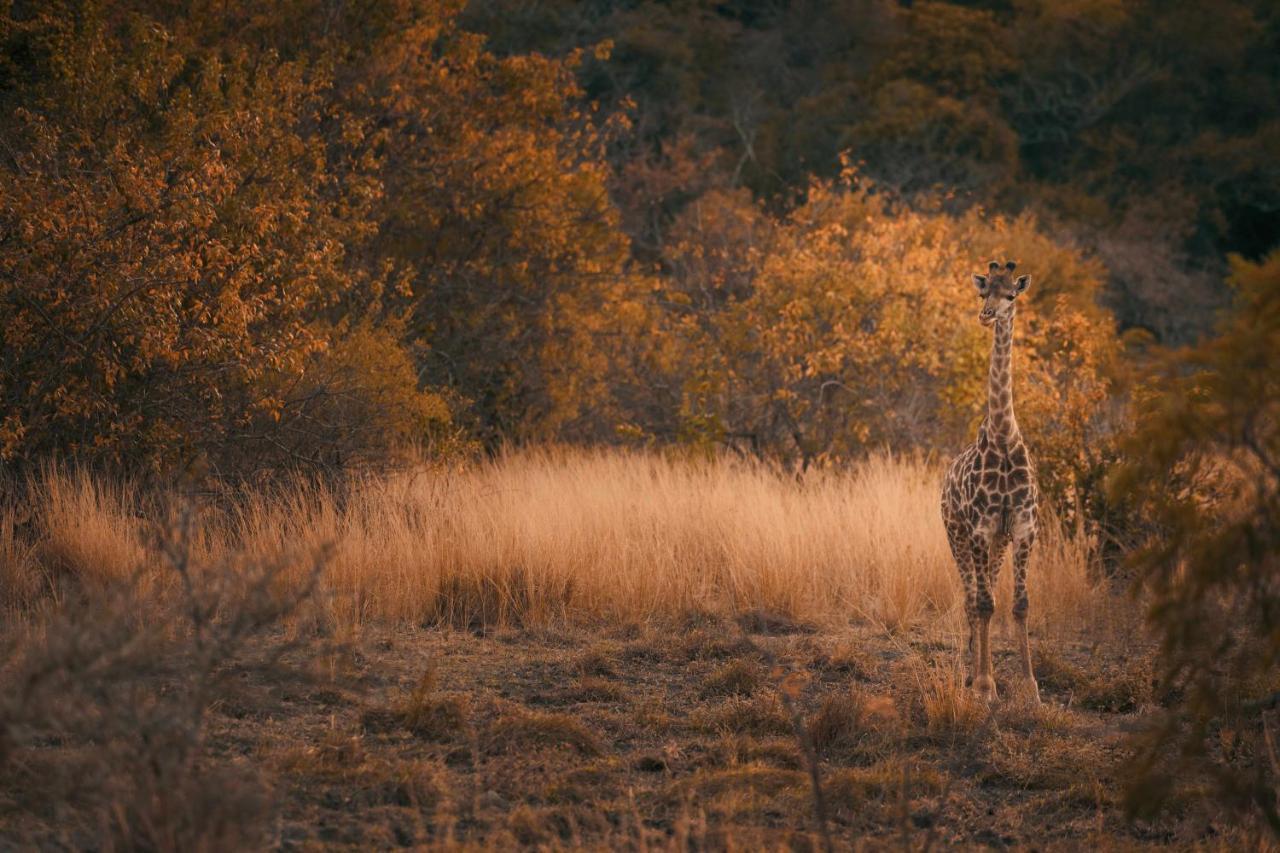 ルイス・トリハート Leshiba Wildernessヴィラ エクステリア 写真