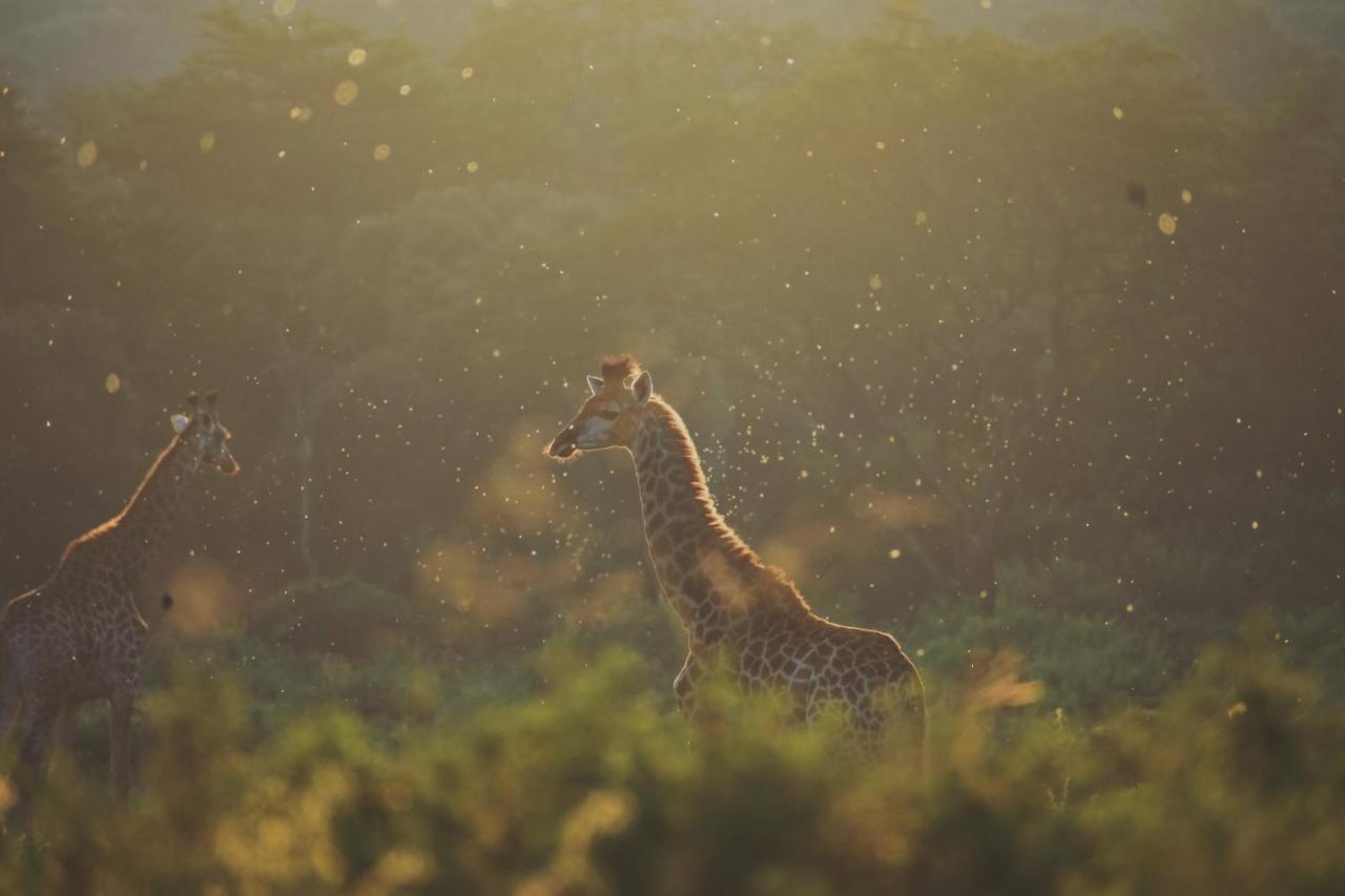 ルイス・トリハート Leshiba Wildernessヴィラ エクステリア 写真