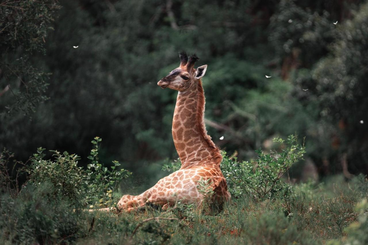 ルイス・トリハート Leshiba Wildernessヴィラ エクステリア 写真