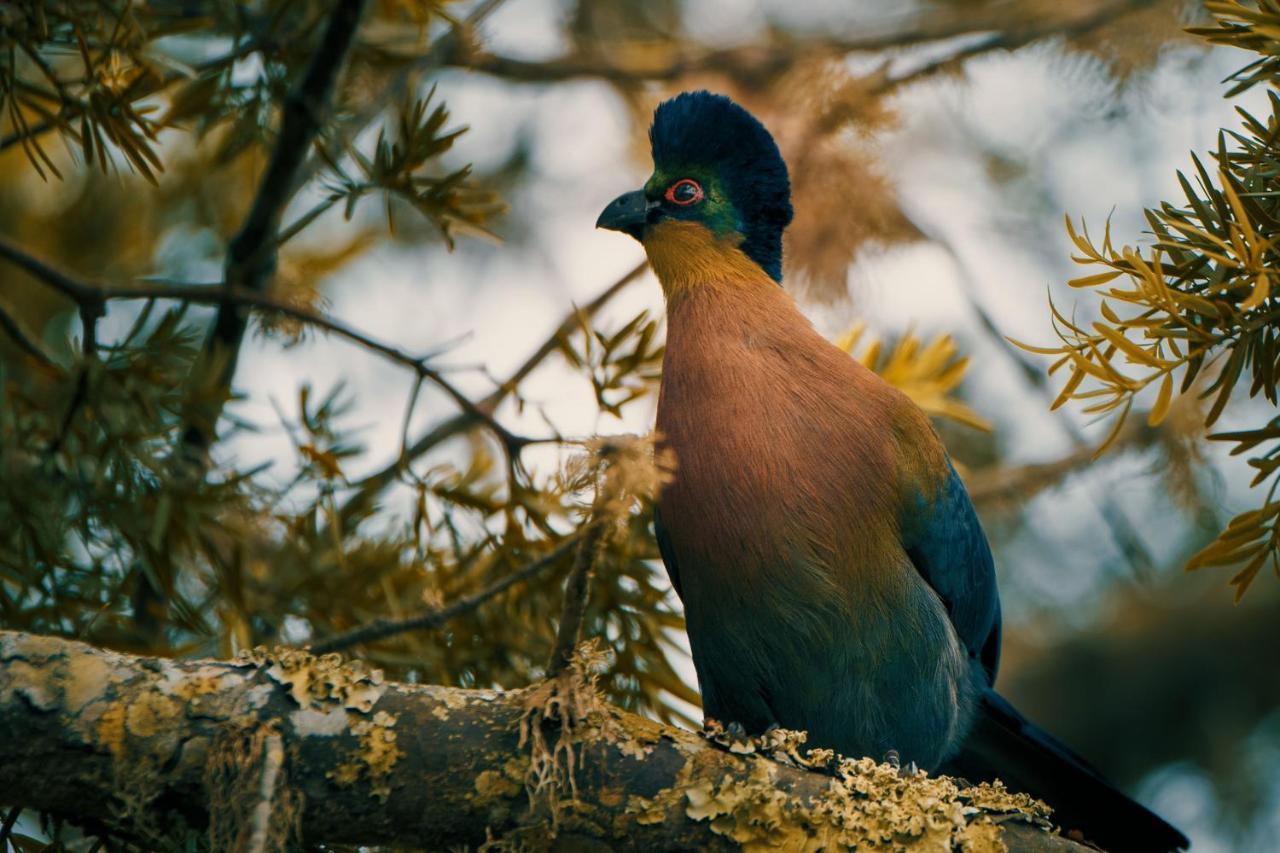ルイス・トリハート Leshiba Wildernessヴィラ エクステリア 写真